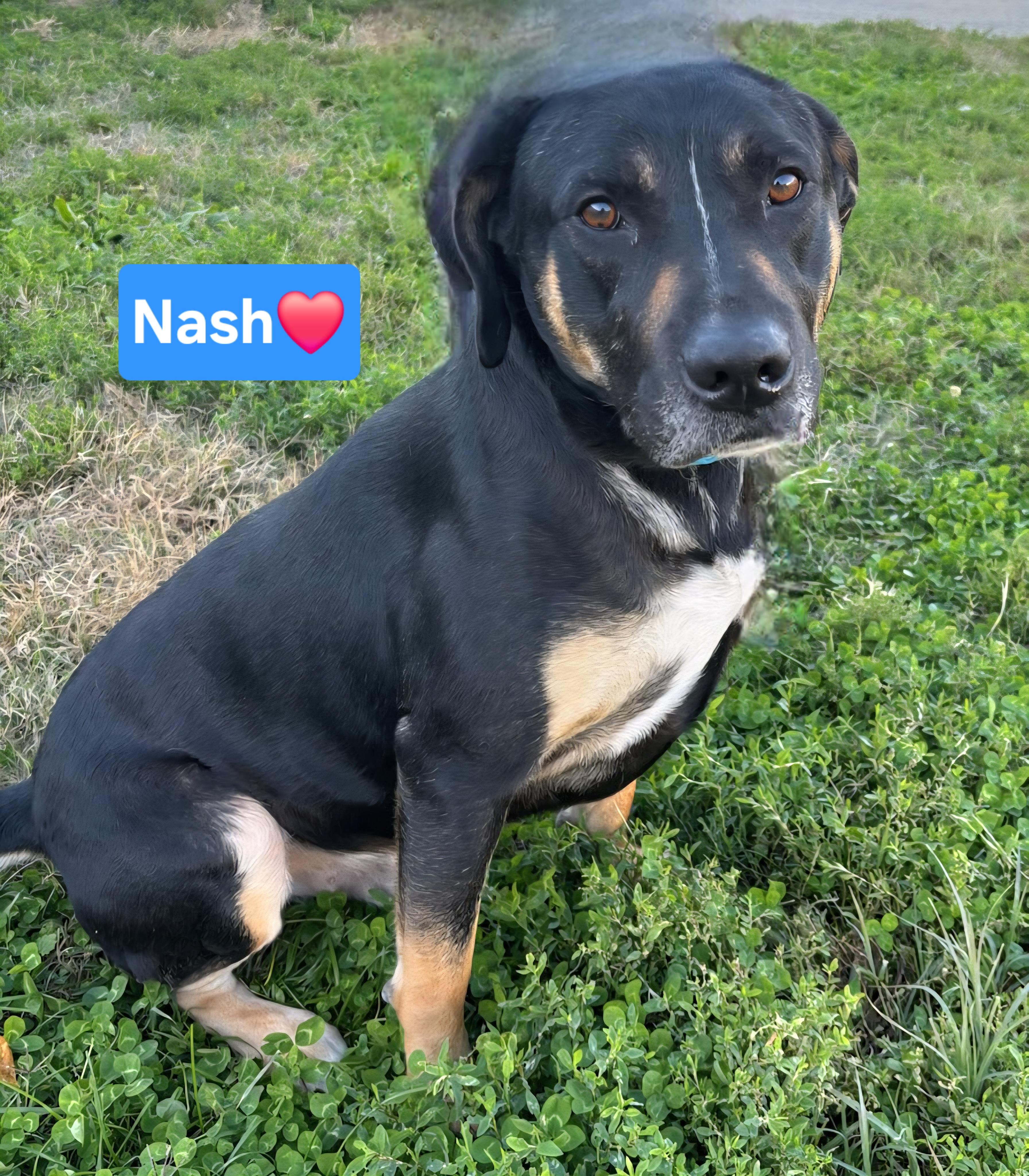 Nash