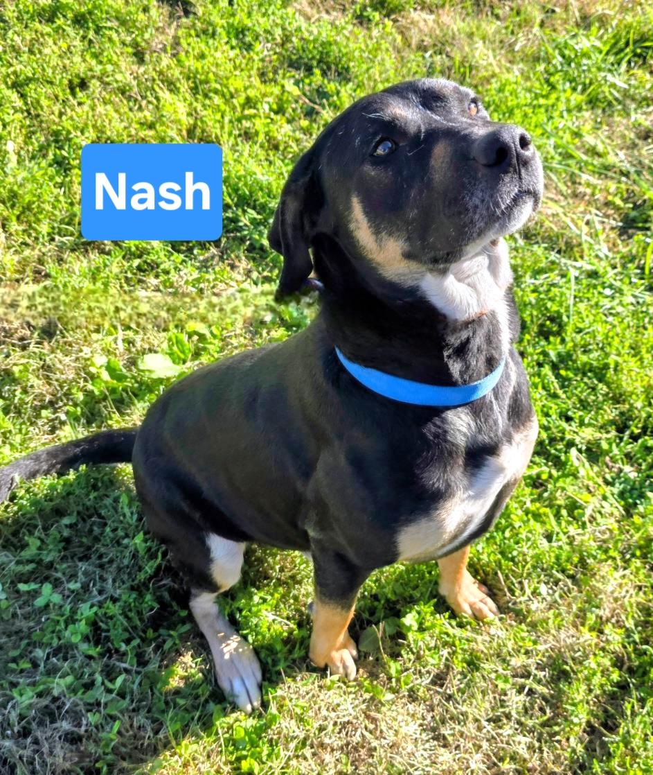 Nash