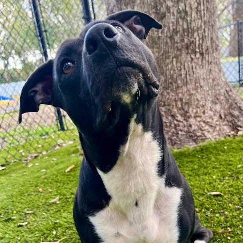 Dudley, a Adoptable mixed breed in St. Petersburg, FL image 4/6