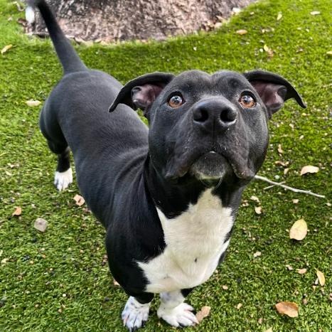 Dudley, a Adoptable mixed breed in St. Petersburg, FL image 3/6