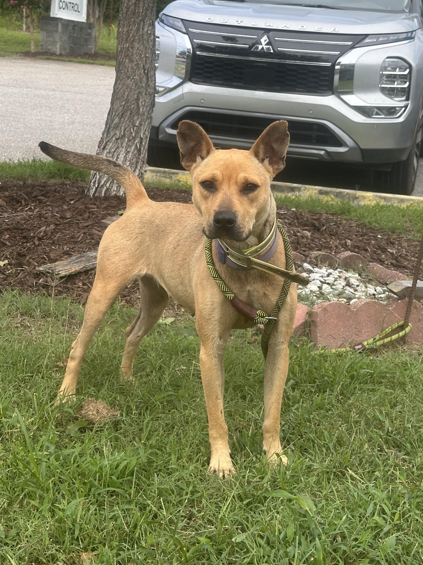 MistyDew, ADOPTABLE, Adult Female Shepherd.