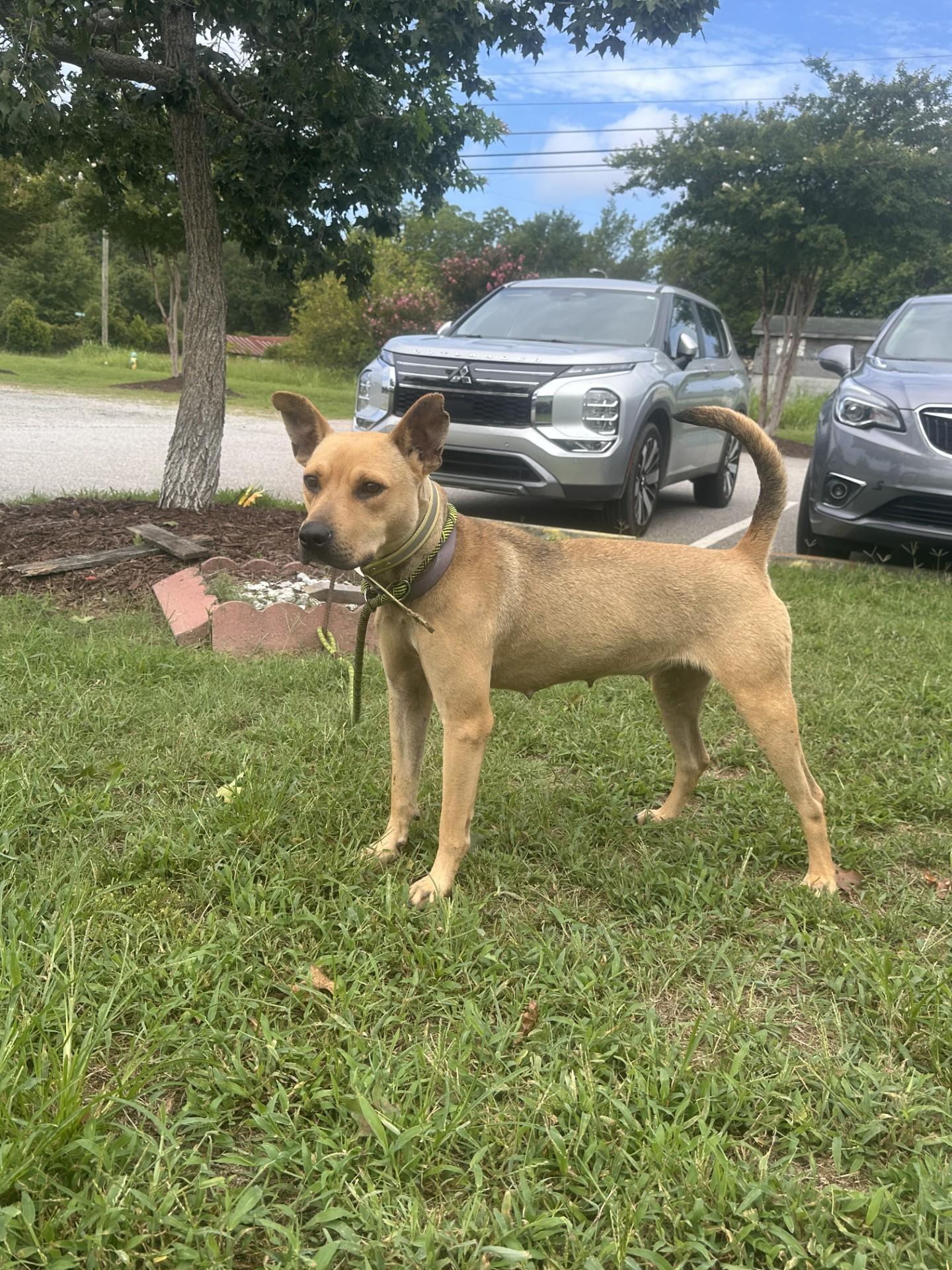 Enlarge MistyDew, a ADOPTABLE mixed breed in Orangeburg, SC image 2/2