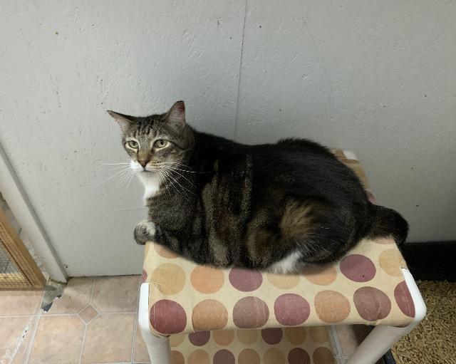 Tigger, Adopted, Senior Male Domestic Short Hair.