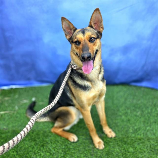 Enlarge GEORGIE, a Adoptable German Shepherd Dog in Long Beach, CA image 1/1