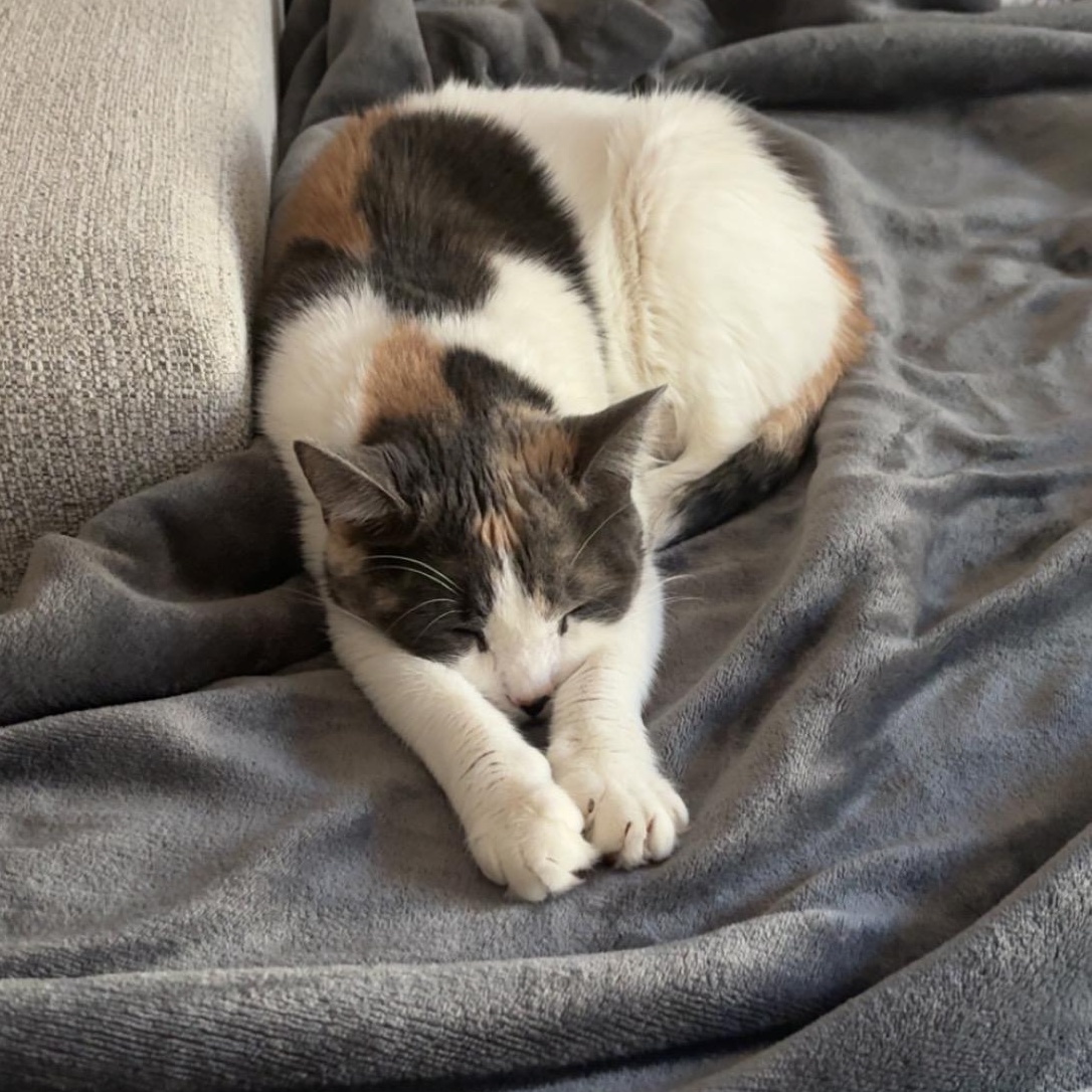 Enlarge Margarita, a Adoptable Domestic Short Hair in brooklyn, NY image 4/5