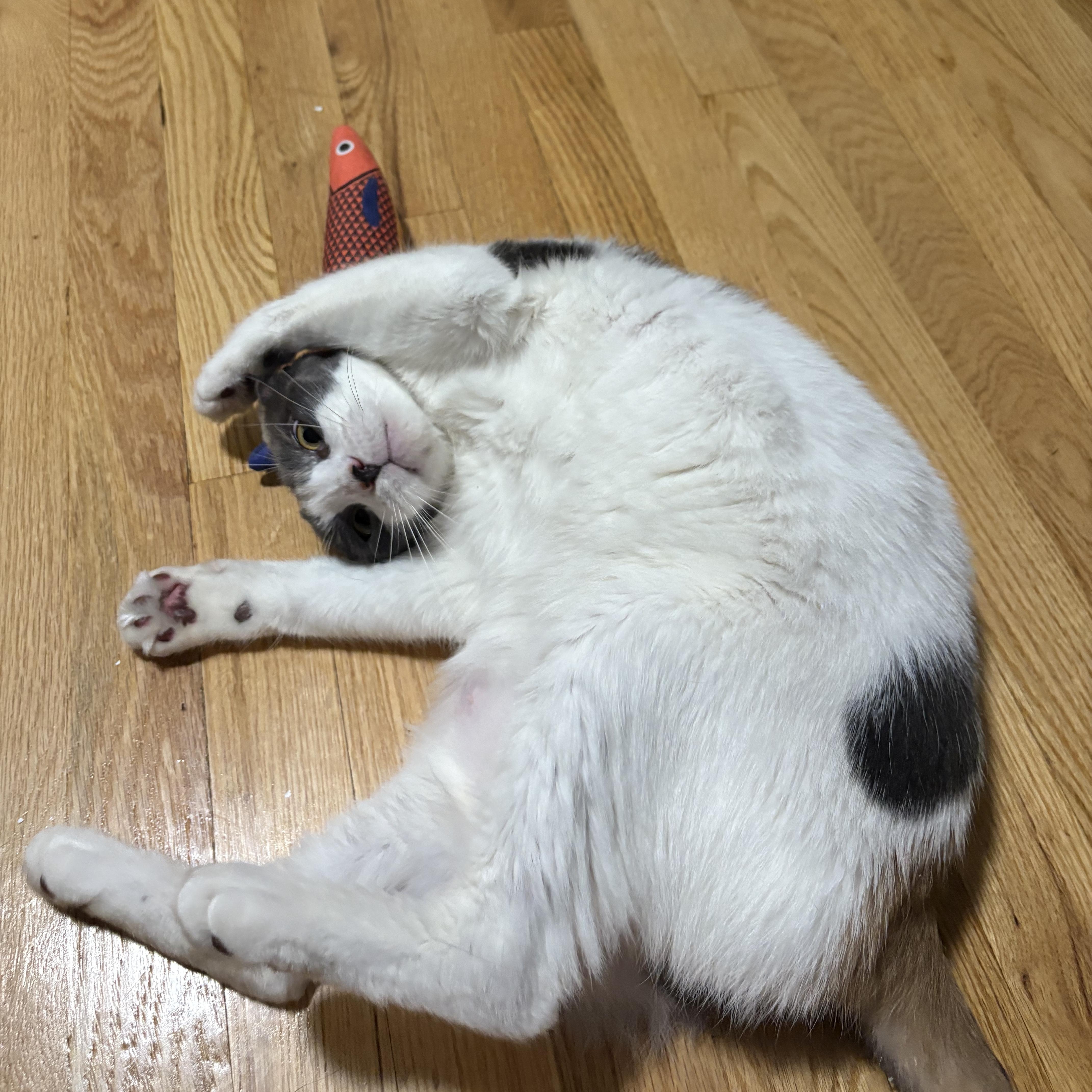 Enlarge Margarita, a Adoptable Domestic Short Hair in brooklyn, NY image 3/5