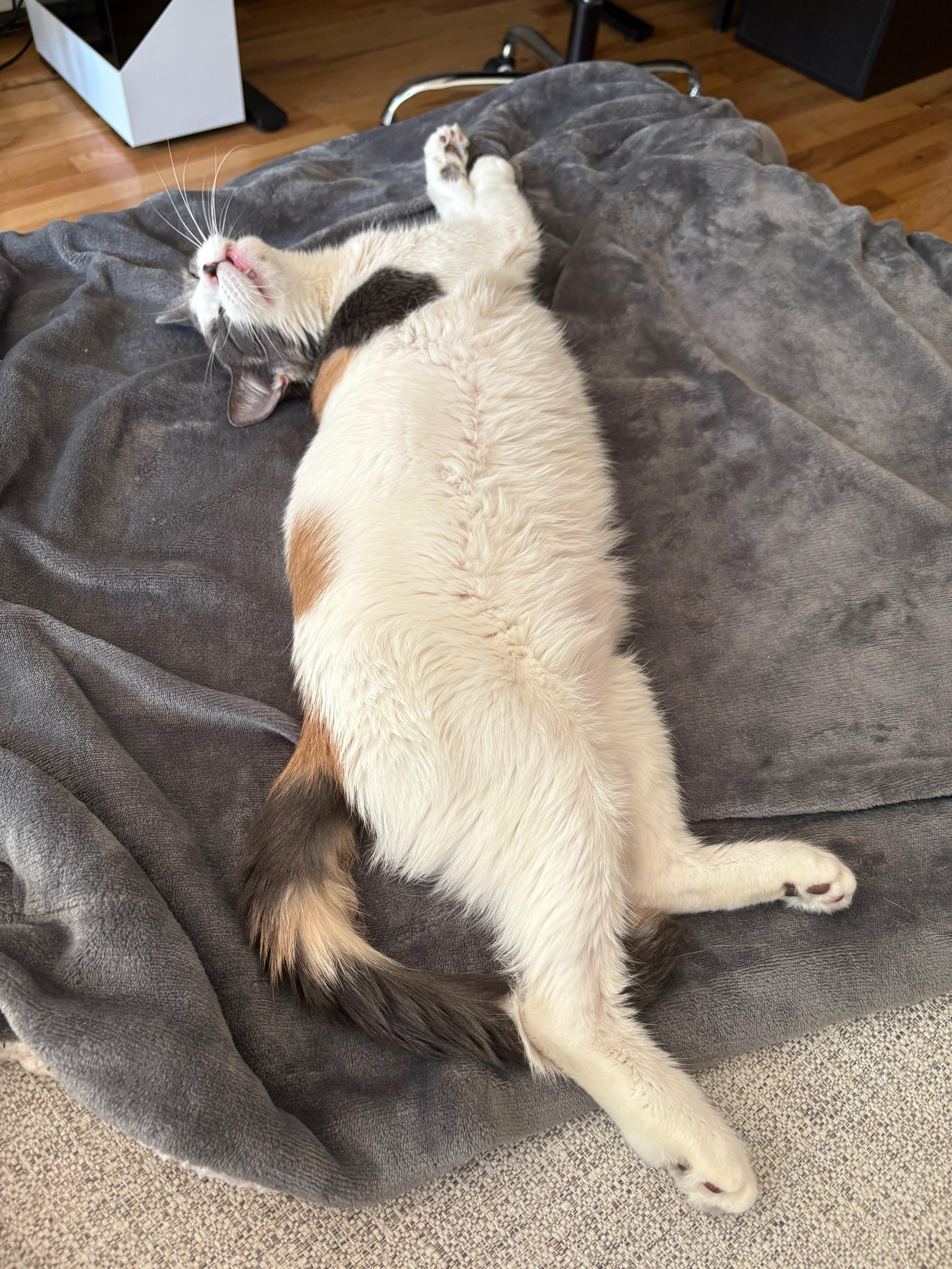 Enlarge Margarita, a Adoptable Domestic Short Hair in brooklyn, NY image 2/5