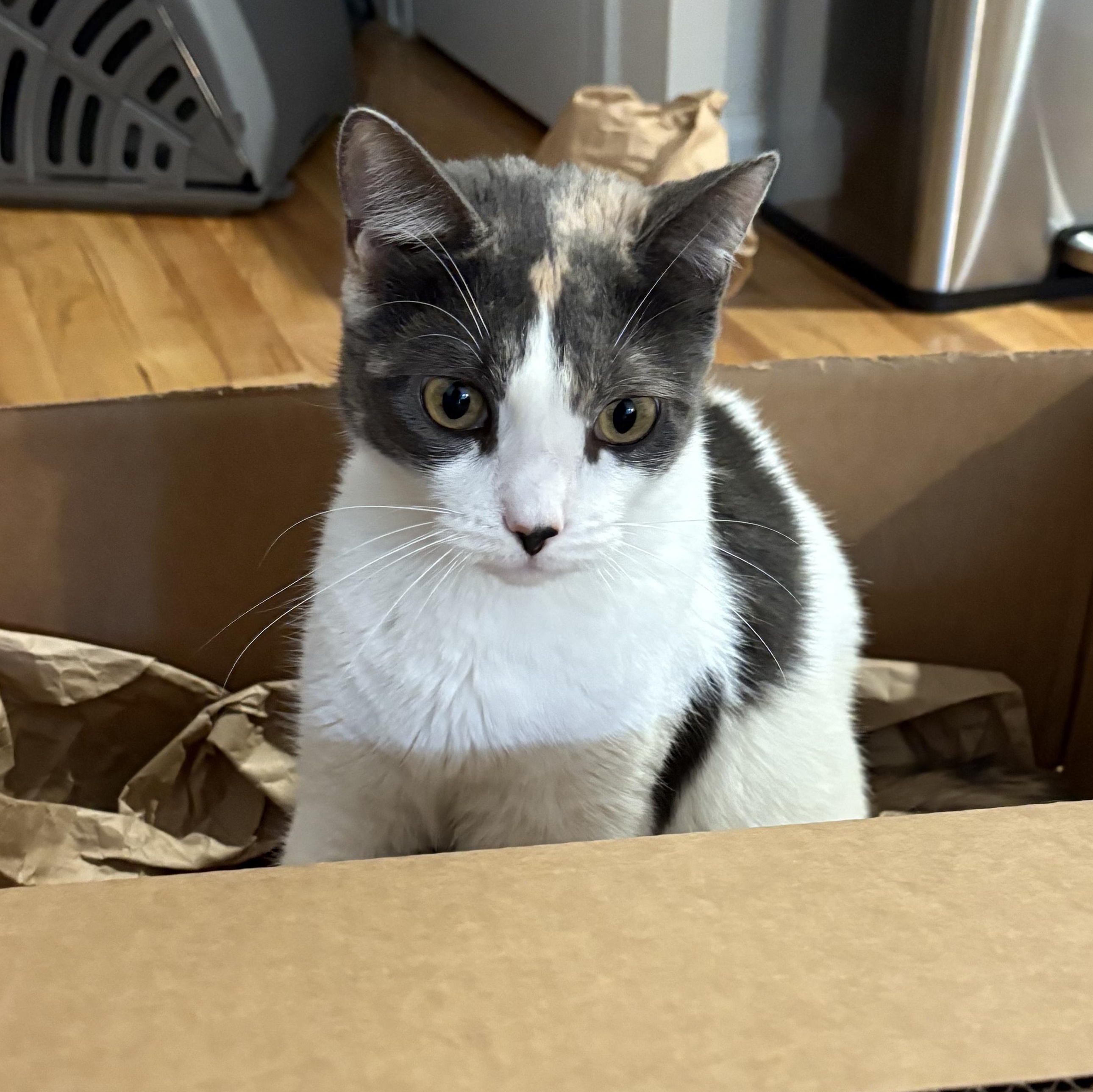 Enlarge Margarita, a Adoptable Domestic Short Hair in brooklyn, NY image 5/5