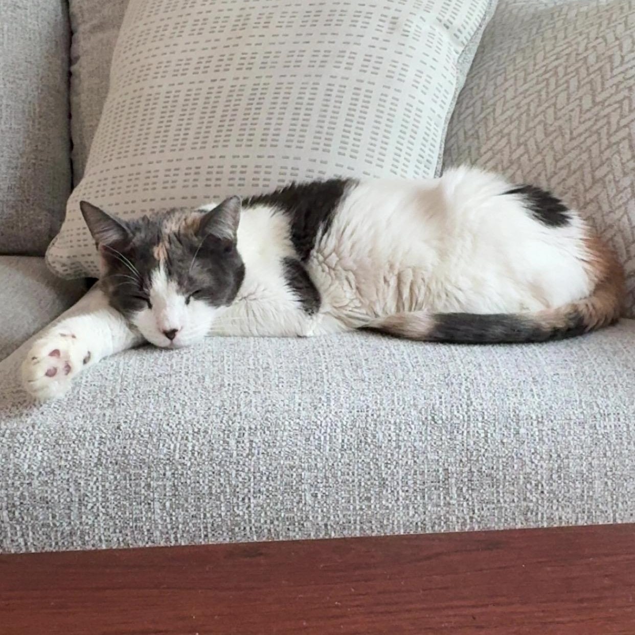 Enlarge Margarita, a Adoptable Domestic Short Hair in brooklyn, NY image 1/5