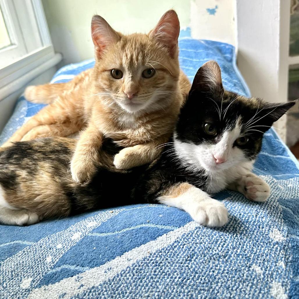 Daisy, a Adoptable Domestic Short Hair in South Haven, MI image 1/4