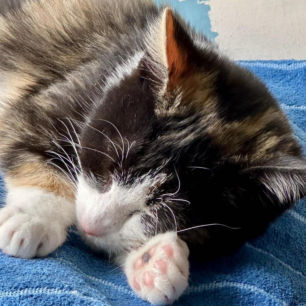 Daisy, a Adoptable Domestic Short Hair in South Haven, MI image 2/4