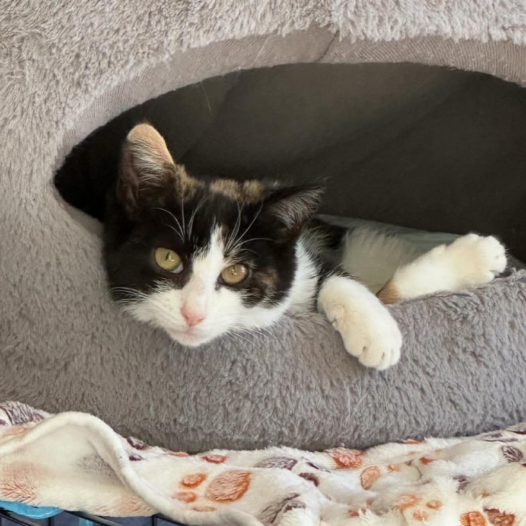 Daisy, a Adoptable Domestic Short Hair in South Haven, MI image 3/4