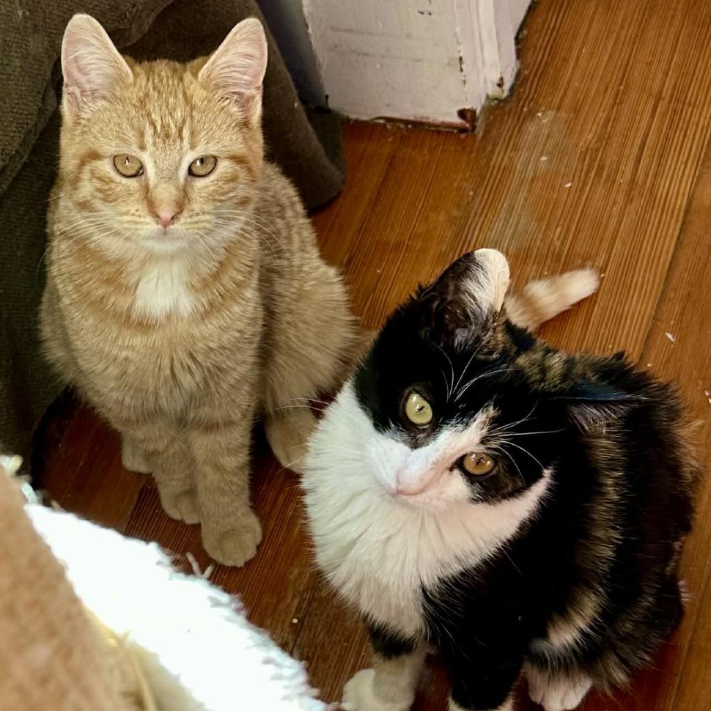 Daisy, a Adoptable Domestic Short Hair in South Haven, MI image 4/4