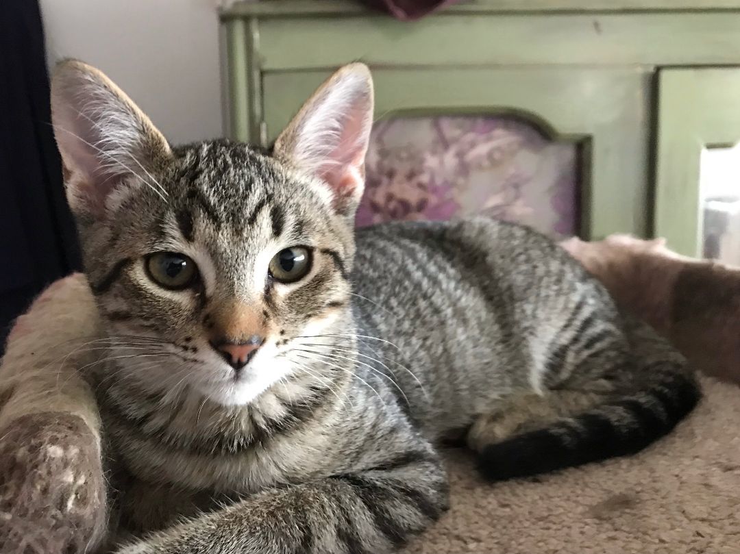 Calvin, Adopted, Kitten Male Domestic Short Hair.