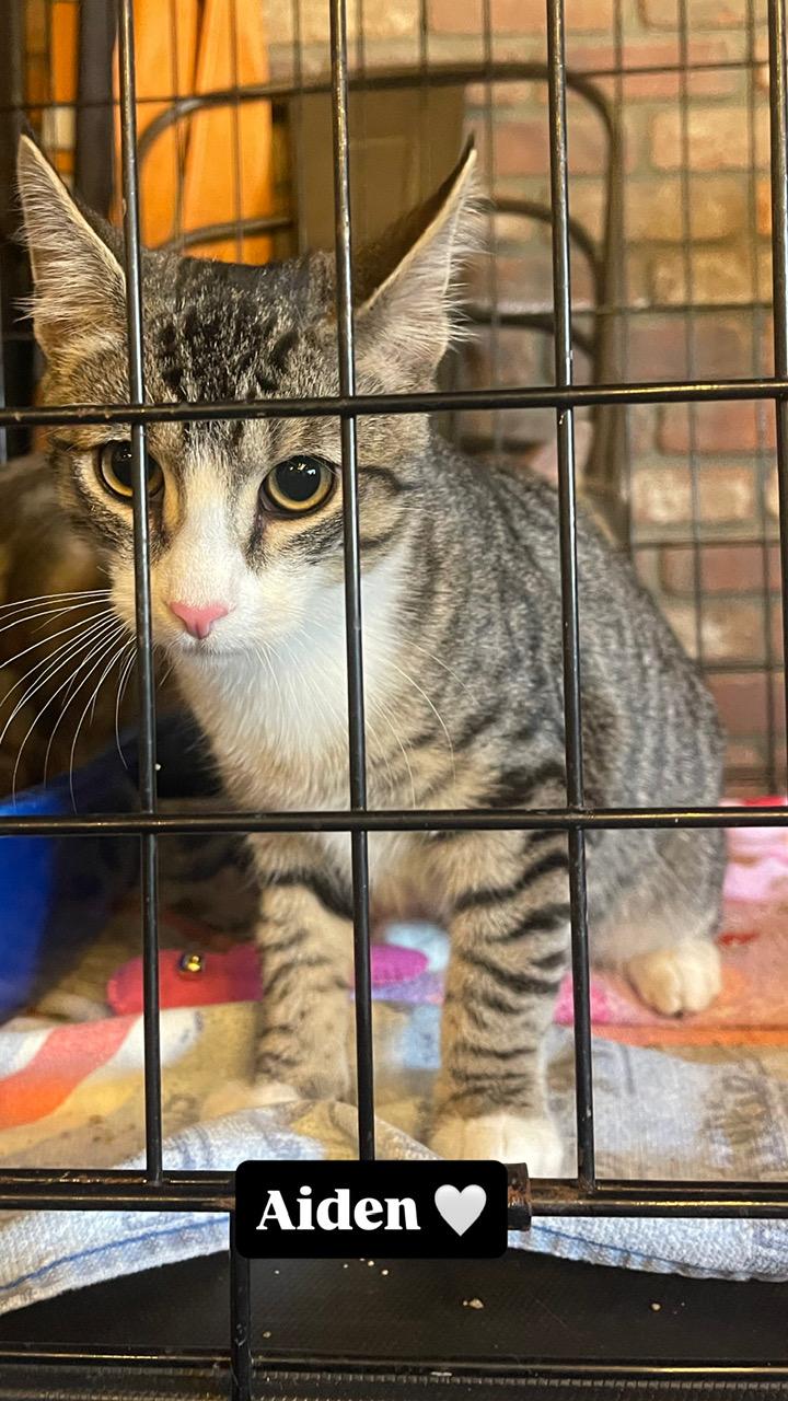 Enlarge Aiden, a Adoptable Domestic Short Hair in Bridgeton, NJ image 5/5