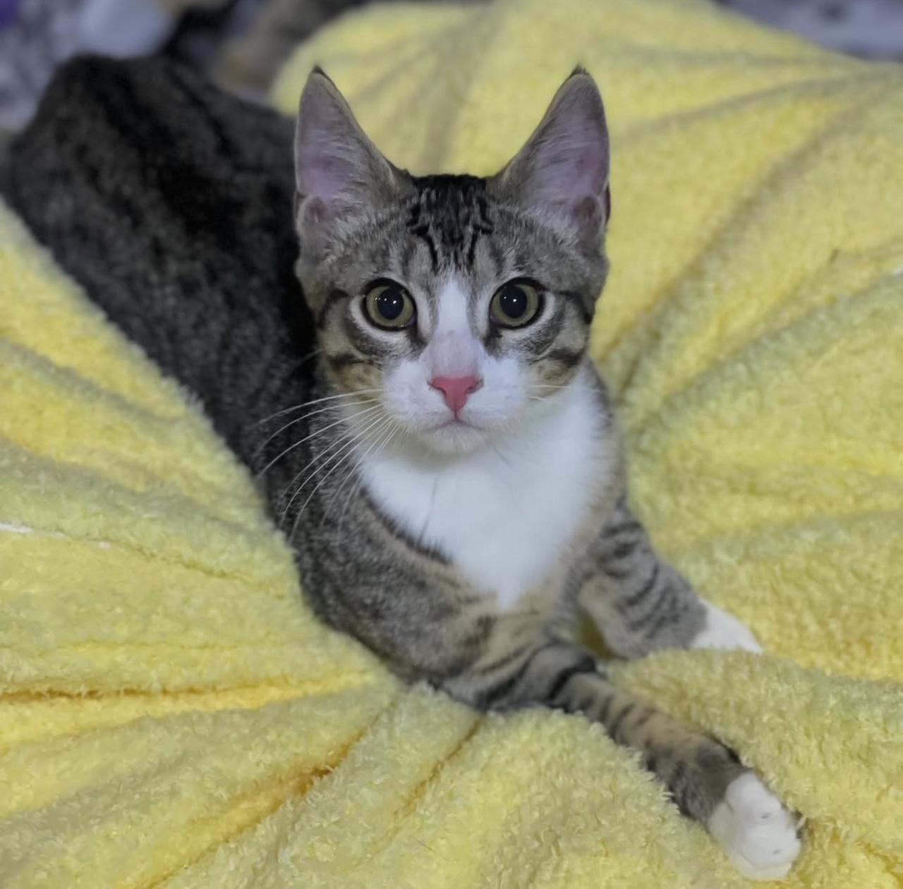 Enlarge Aiden, a Adoptable Domestic Short Hair in Bridgeton, NJ image 1/5