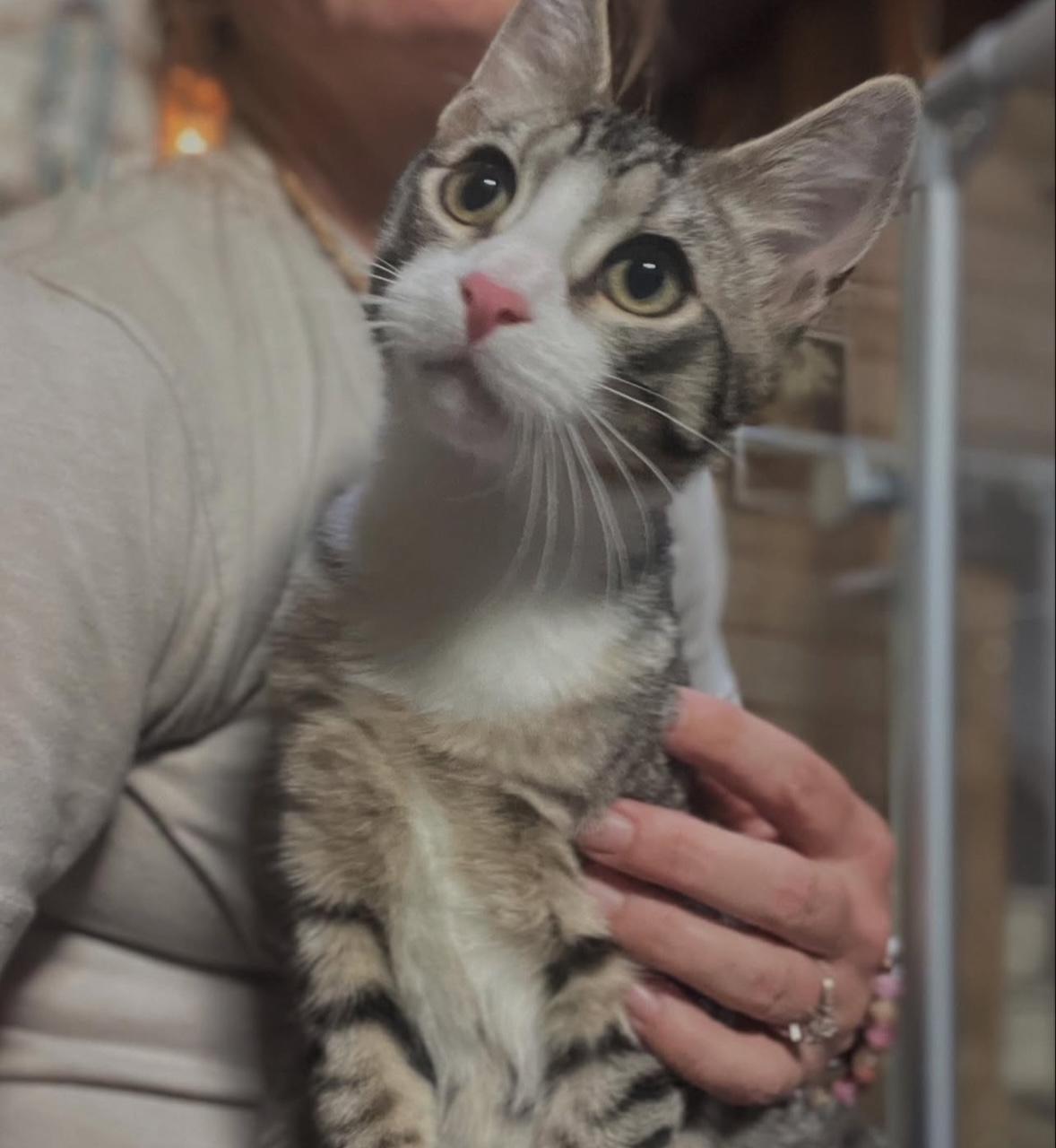 Enlarge Aiden, a Adoptable Domestic Short Hair in Bridgeton, NJ image 2/5