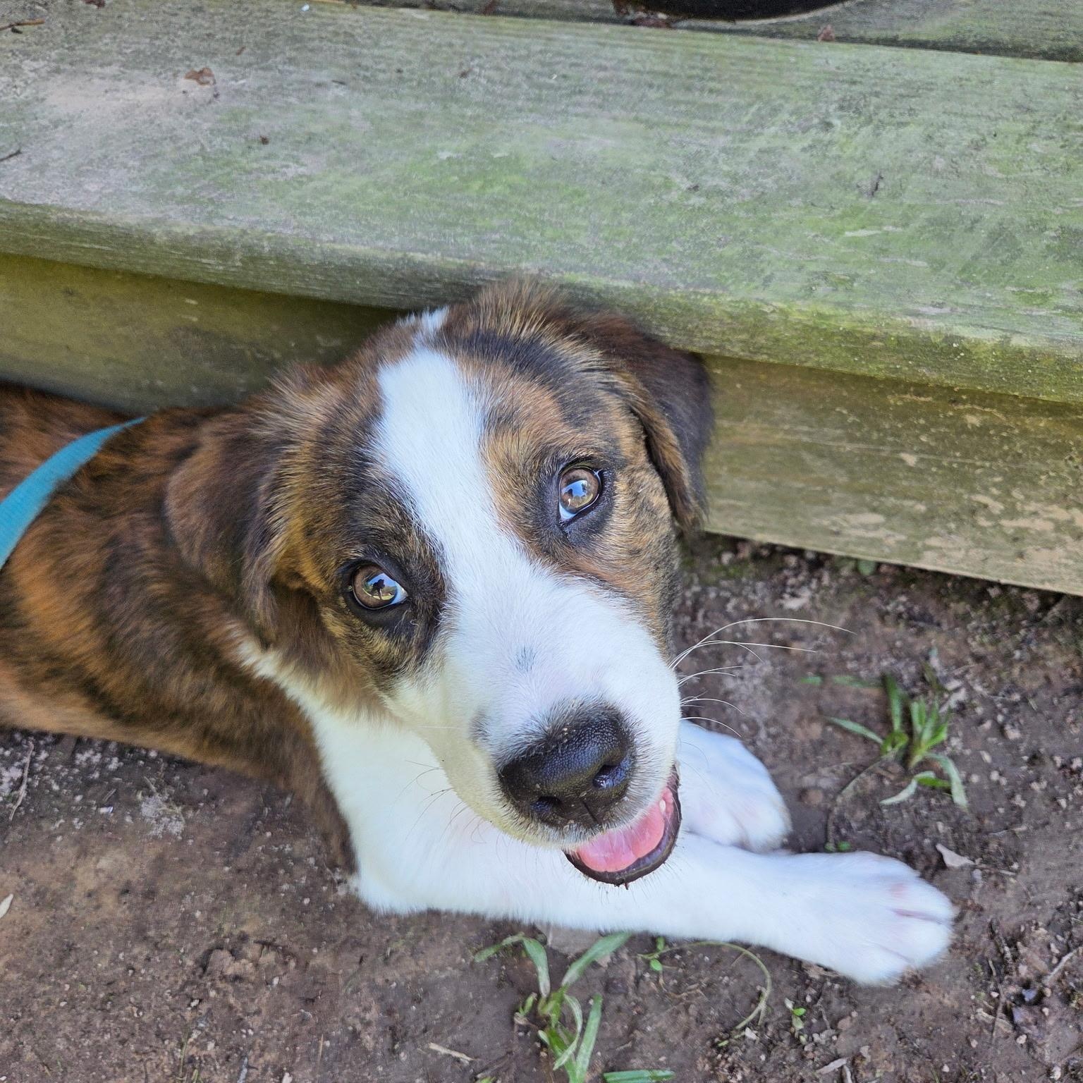 Enlarge Nellie, a Adoptable mixed breed in Madison, WI image 4/5