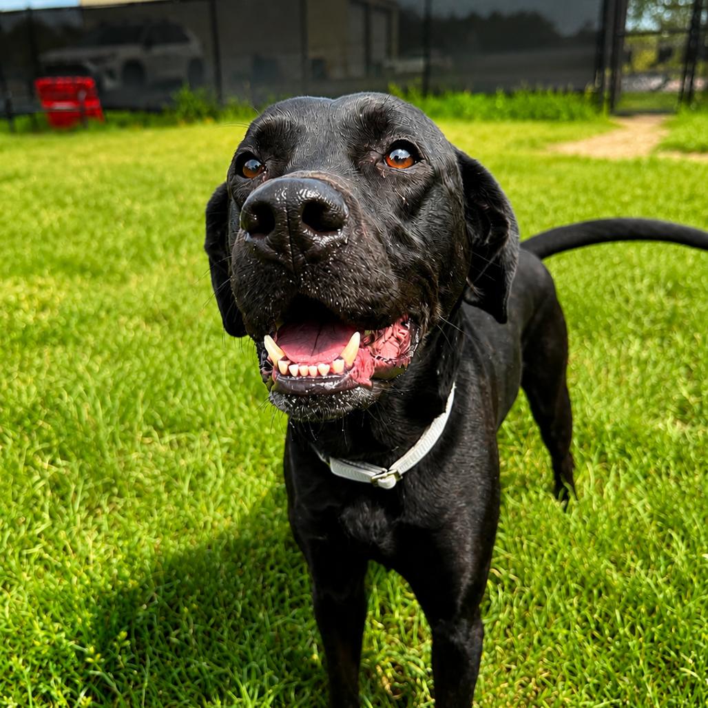 Enlarge Cooper, a Adoptable Black Labrador Retriever in Buchanan Dam, TX image 1/4