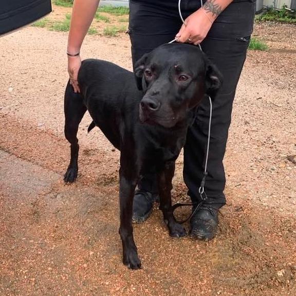 Enlarge Cooper, a Adoptable Black Labrador Retriever in Buchanan Dam, TX image 2/4