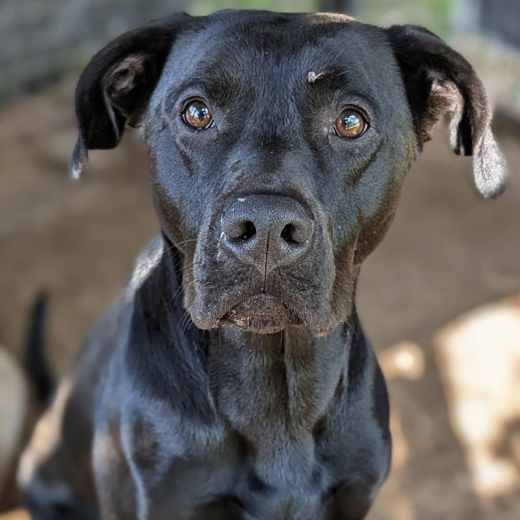 Enlarge Cooper, a Adoptable Black Labrador Retriever in Buchanan Dam, TX image 3/4