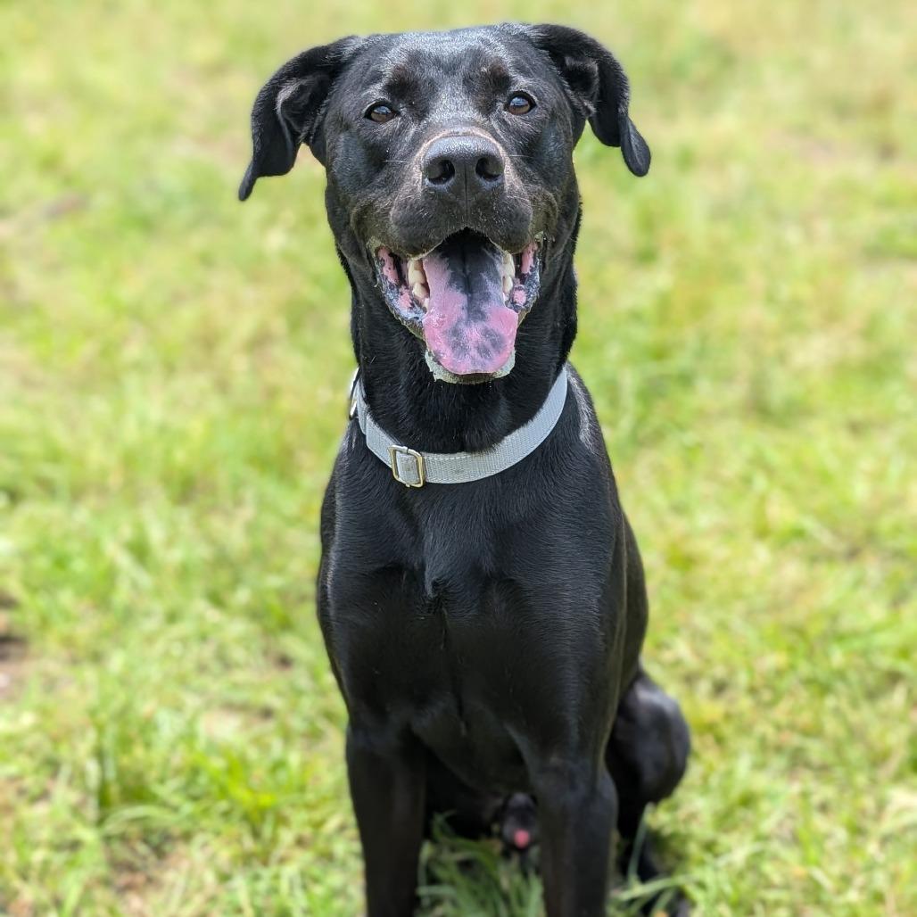 Enlarge Cooper, a Adoptable Black Labrador Retriever in Buchanan Dam, TX image 4/4