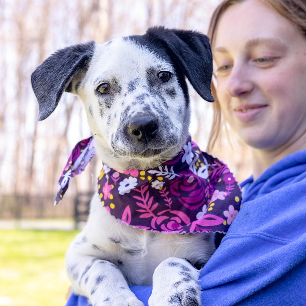 Enlarge Adele  (Female)   , a Adoptable mixed breed in West Grove, PA image 2/6