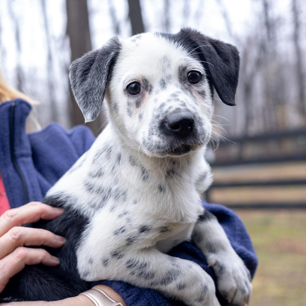 Adele  (Female)   , Adoptable, Puppy Female Australian Shepherd & Beagle.