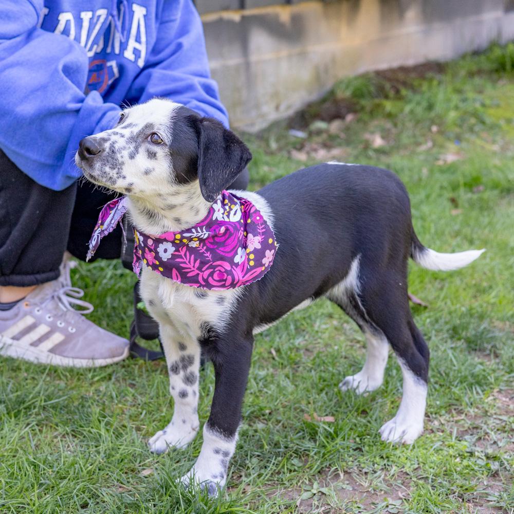 Enlarge Adele  (Female)   , a Adoptable mixed breed in West Grove, PA image 6/6