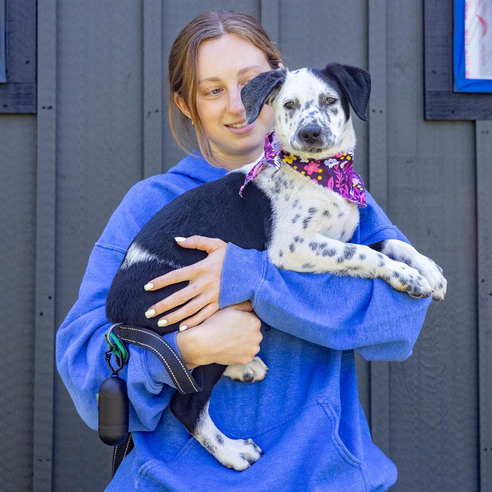 Enlarge Adele  (Female)   , a Adoptable mixed breed in West Grove, PA image 3/6