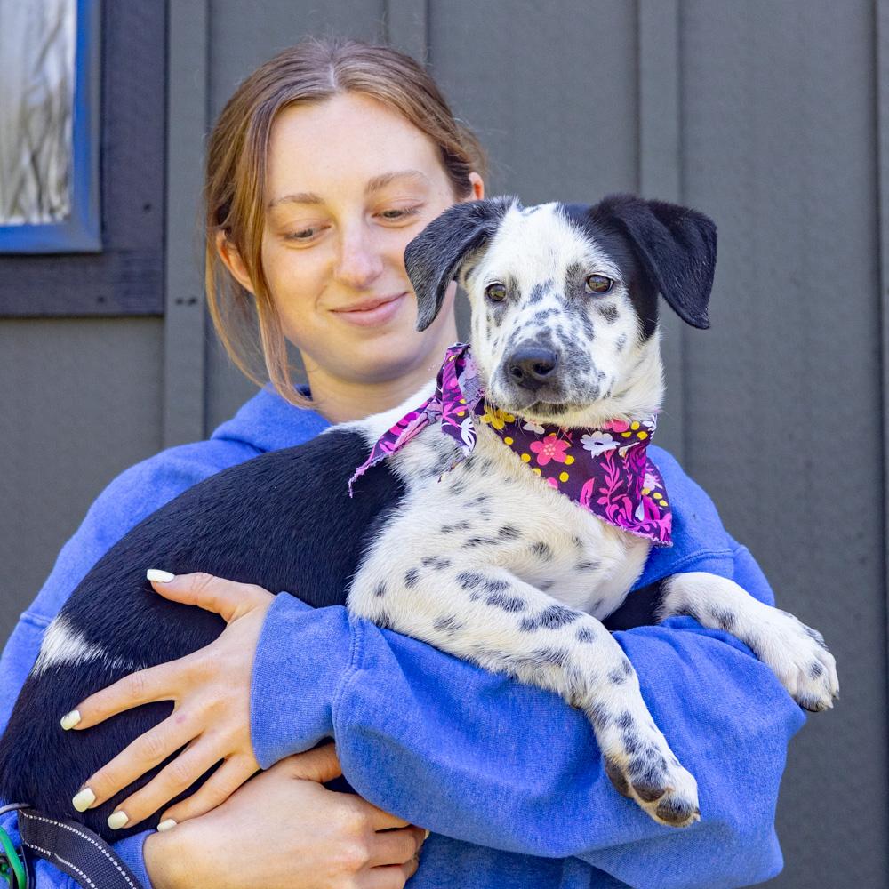 Enlarge Adele  (Female)   , a Adoptable mixed breed in West Grove, PA image 5/6