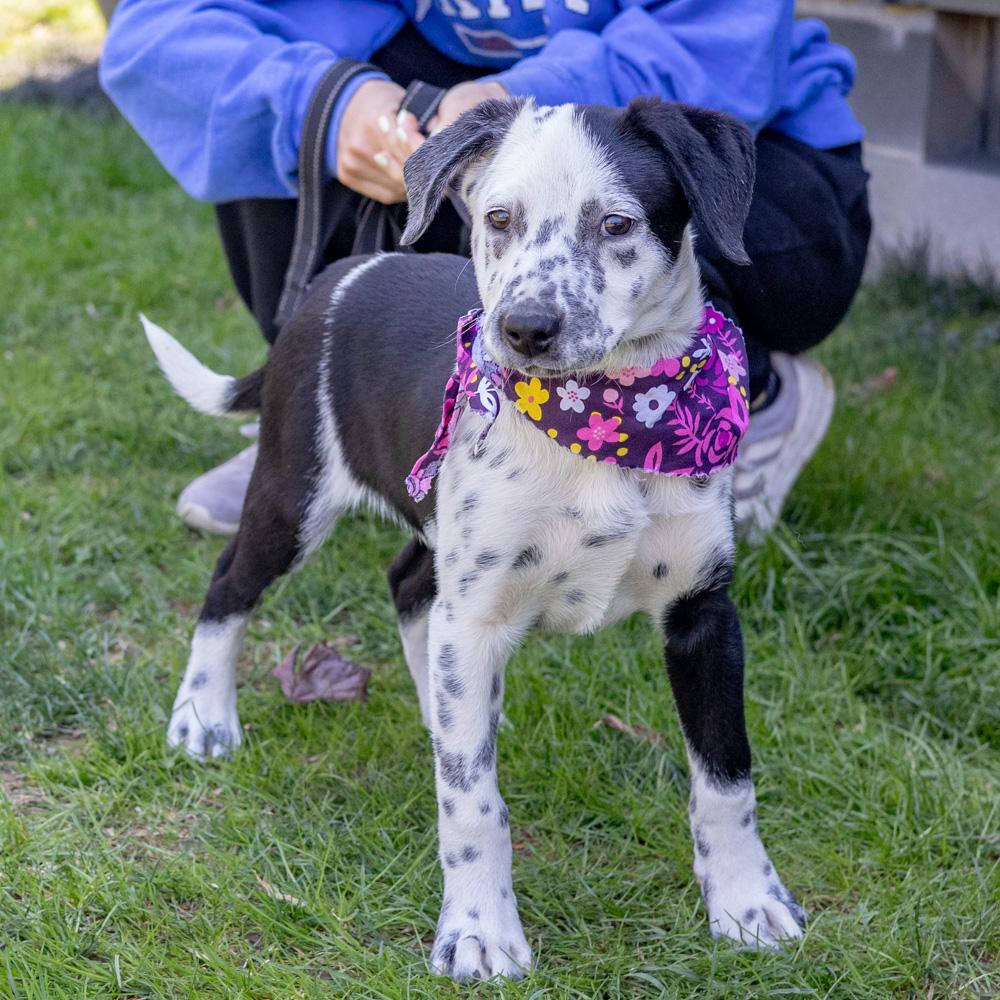 Enlarge Adele  (Female)   , a Adoptable mixed breed in West Grove, PA image 1/6