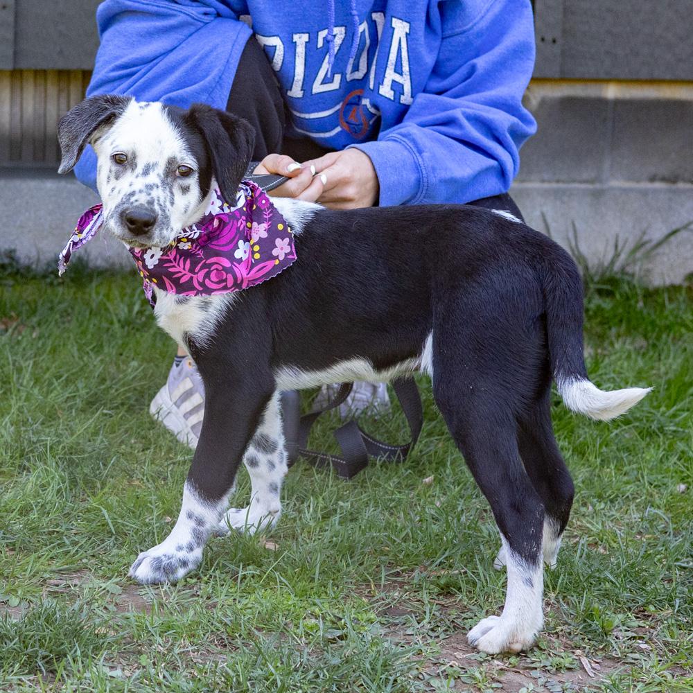 Enlarge Adele  (Female)   , a Adoptable mixed breed in West Grove, PA image 4/6