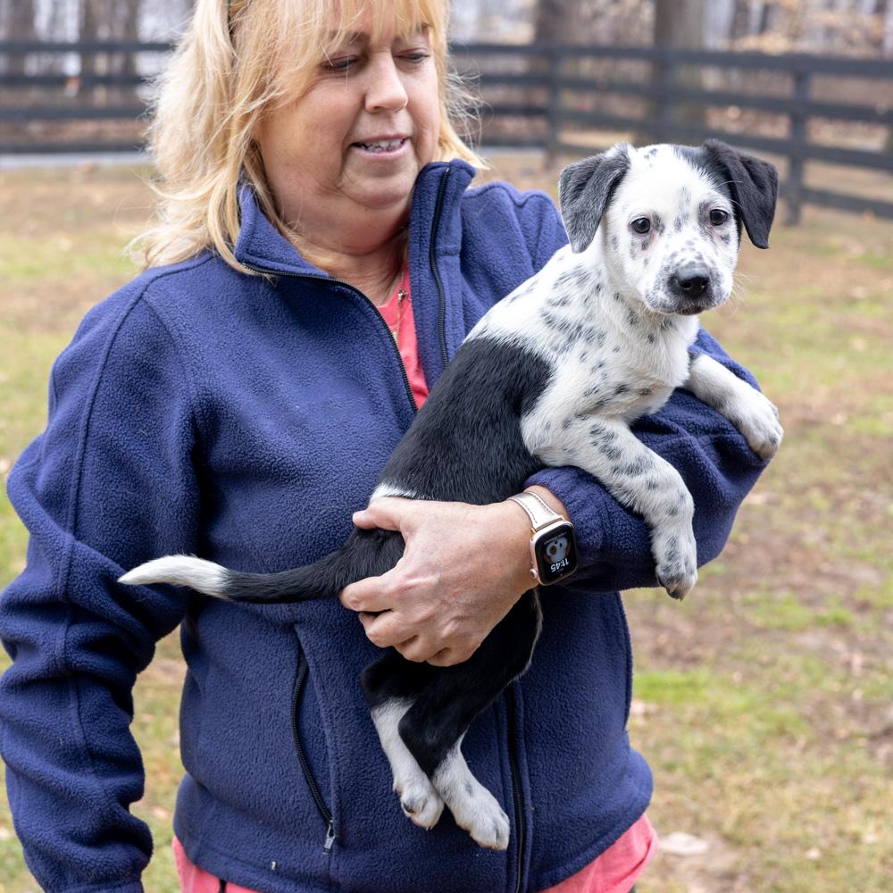 Enlarge Adele  (Female)   , a Adoptable mixed breed in West Grove, PA image 3/6