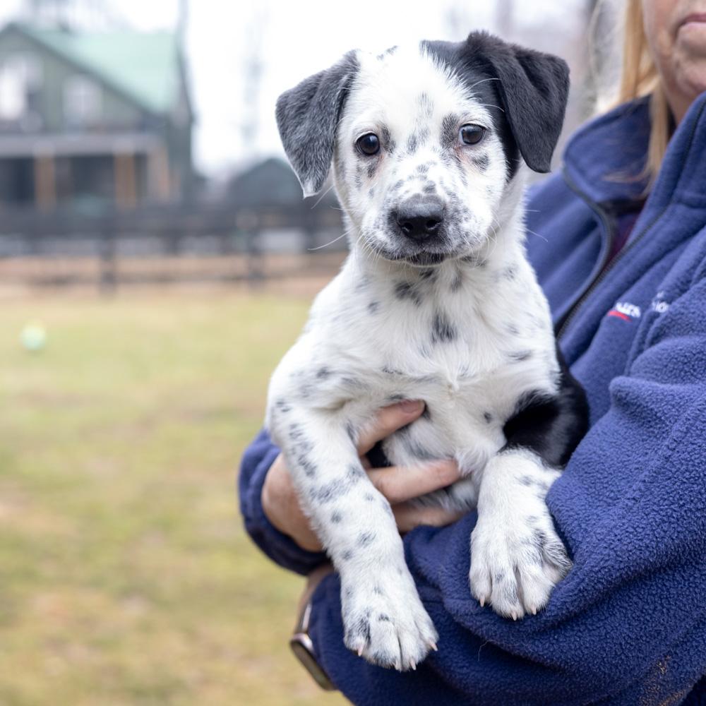 Enlarge Adele  (Female)   , a Adoptable mixed breed in West Grove, PA image 5/6