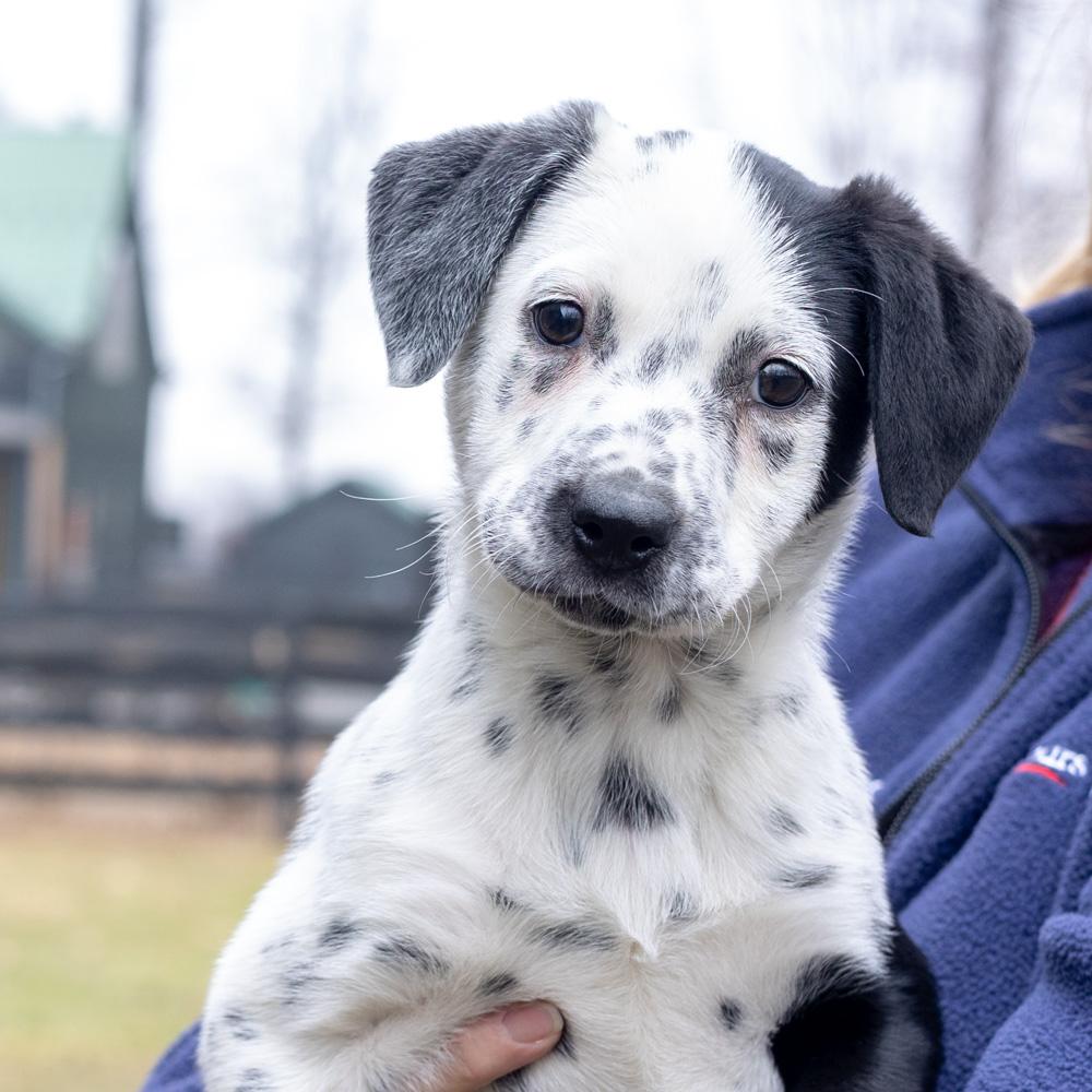 Enlarge Adele  (Female)   , a Adoptable mixed breed in West Grove, PA image 2/6