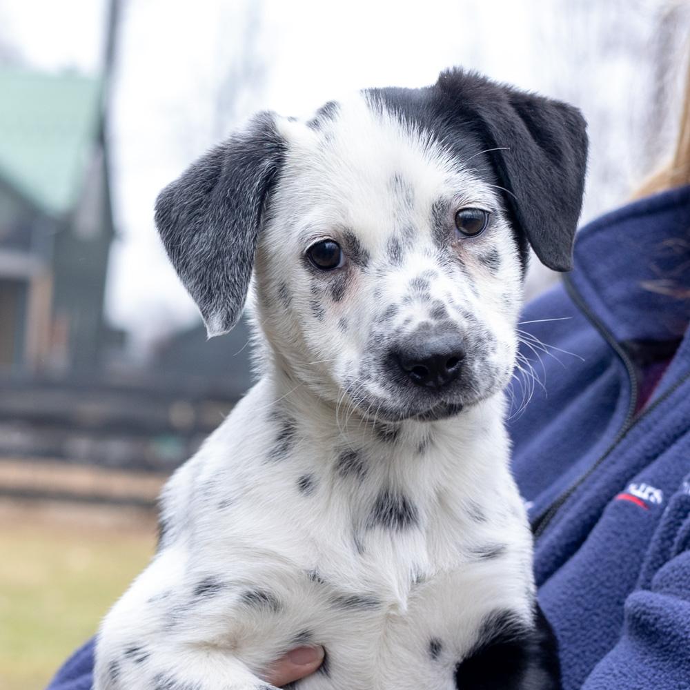Enlarge Adele  (Female)   , a Adoptable mixed breed in West Grove, PA image 4/6