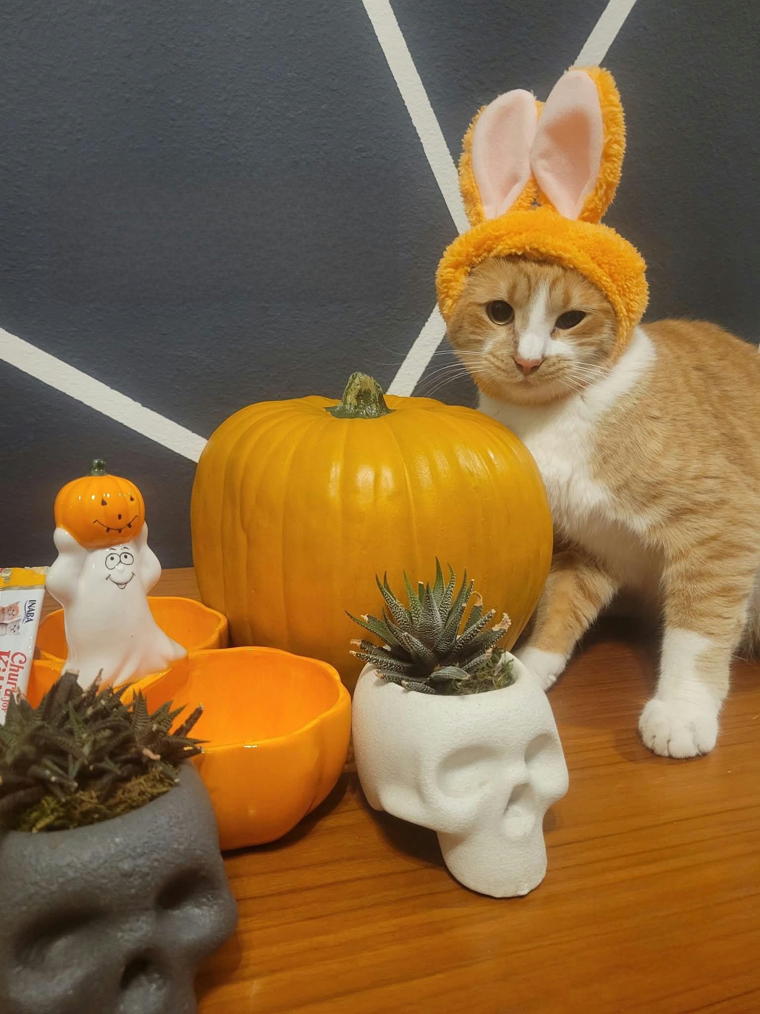 Ching, a Adoptable Domestic Short Hair in Houston, TX image 4/6