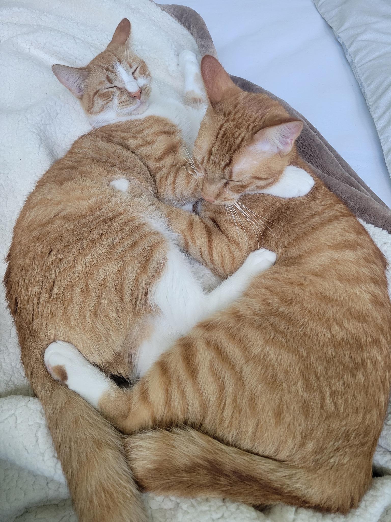 Ching, a Adoptable Domestic Short Hair in Houston, TX image 6/6