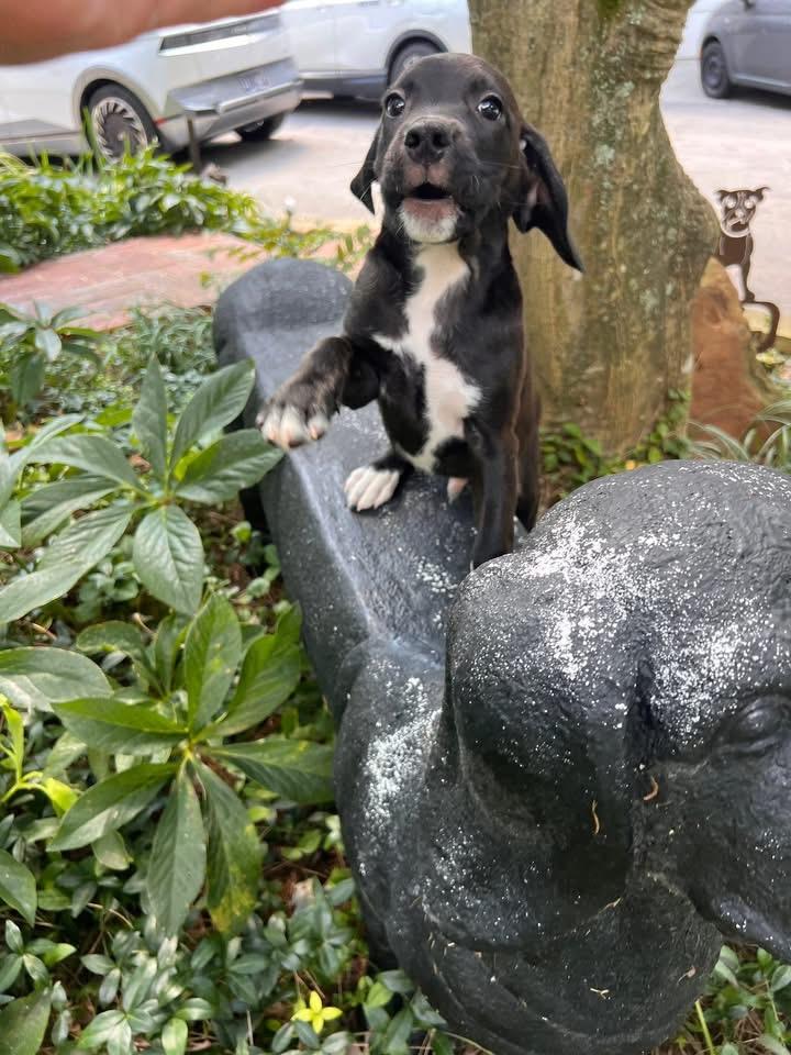 Marshall thumbnail 2