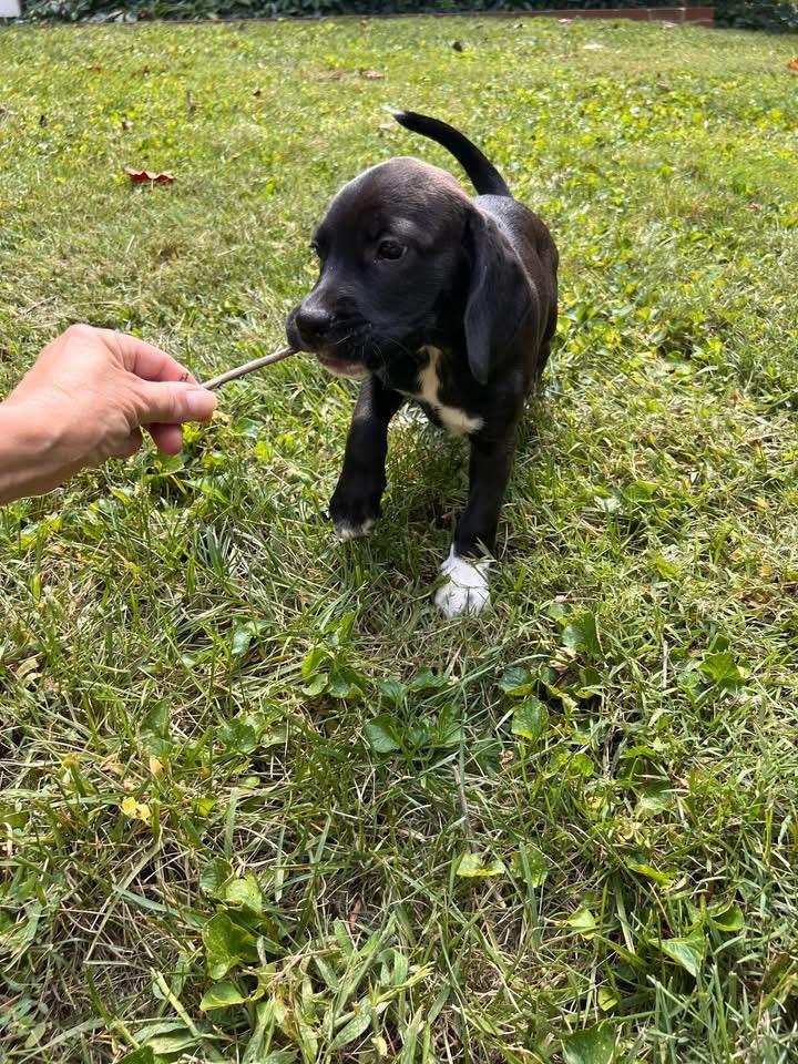 Marshall thumbnail 3