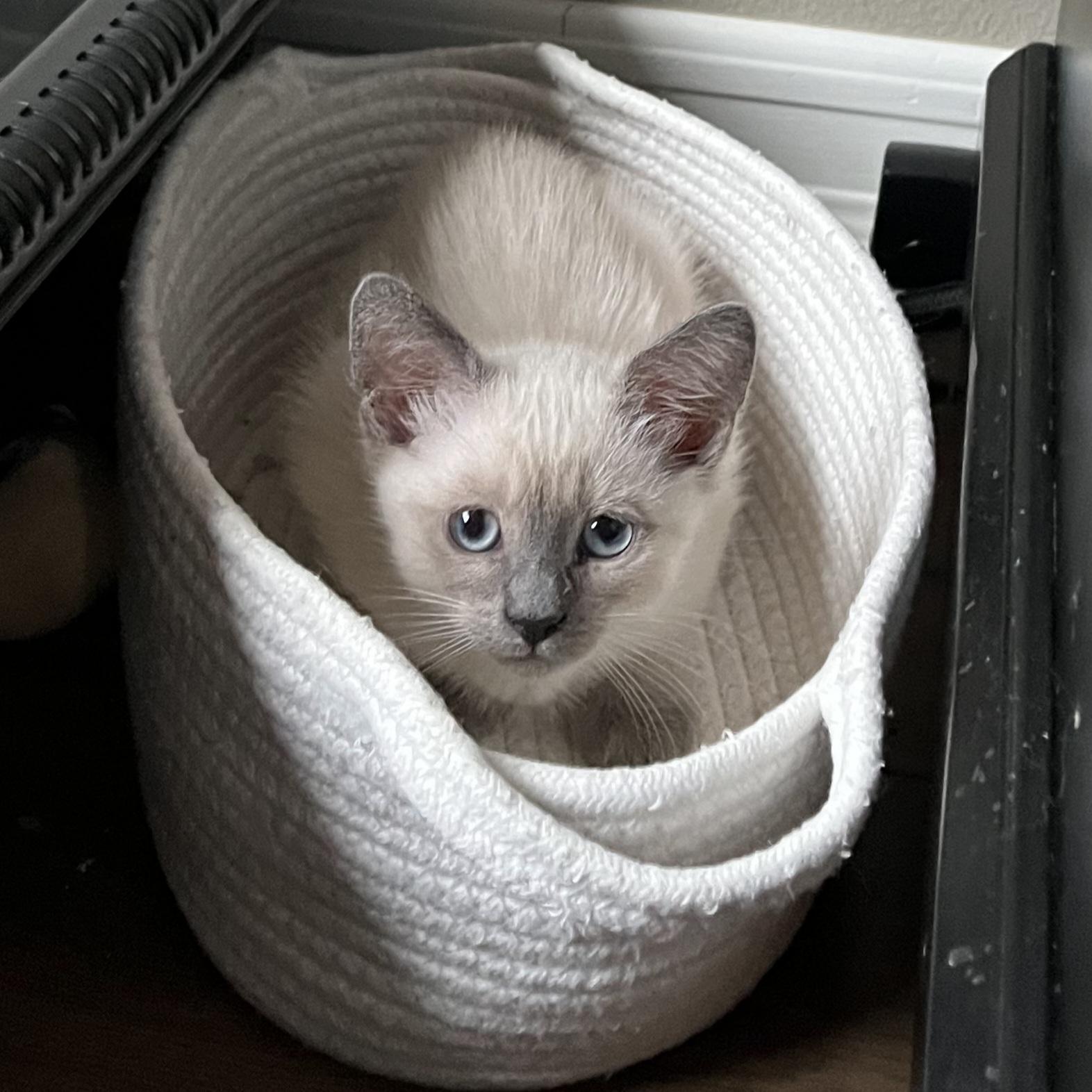 Enlarge Sencha, an adopted mixed breed in Irvine, CA image 3/4