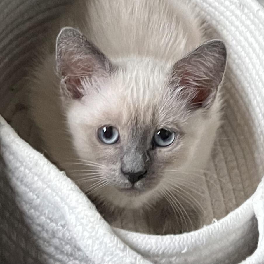 Enlarge Sencha, an adopted mixed breed in Irvine, CA image 1/4