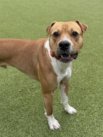 Enlarge Tucker, a Adoptable mixed breed in Hutchinson, KS image 1/3