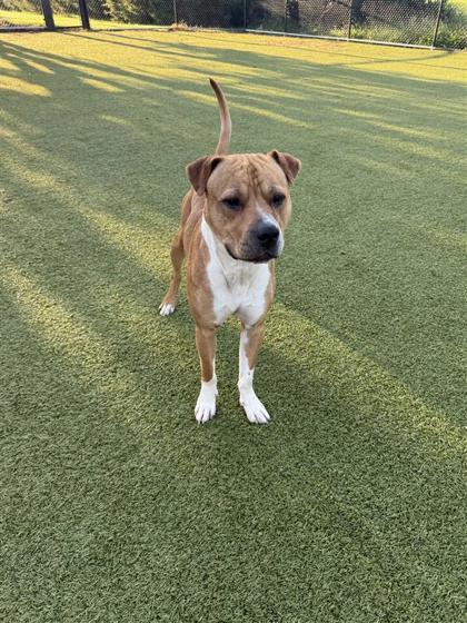 Enlarge Tucker, a Adoptable mixed breed in Hutchinson, KS image 2/3