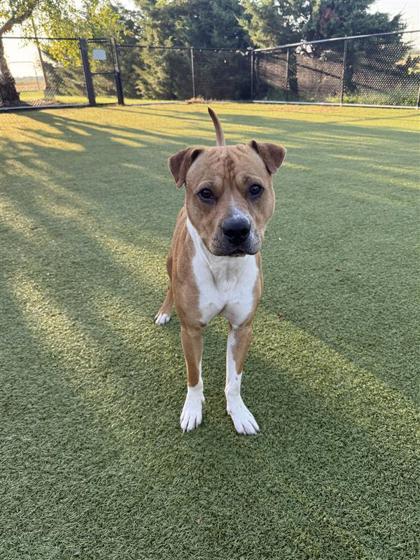 Enlarge Tucker, a Adoptable mixed breed in Hutchinson, KS image 3/3