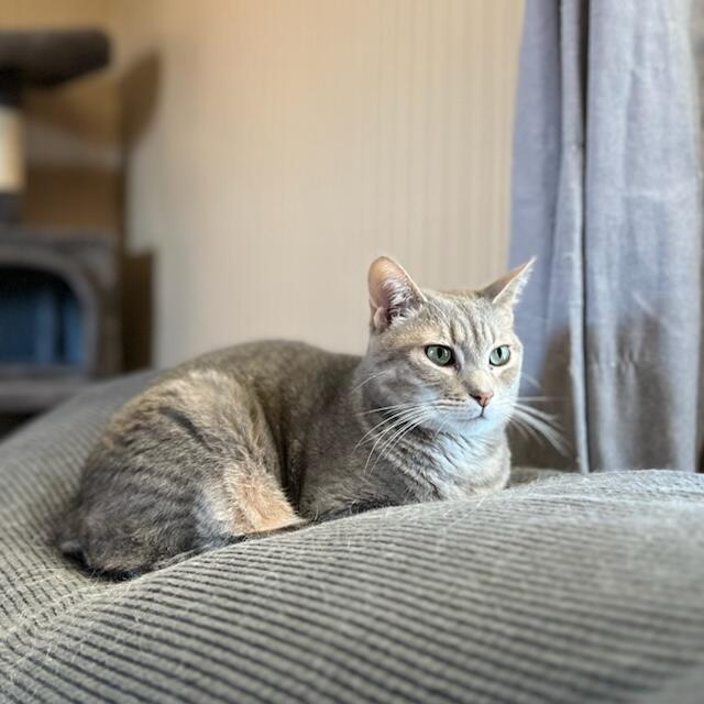 Enlarge Noodle, a Adoptable Domestic Short Hair in Blacksburg, VA image 1/4
