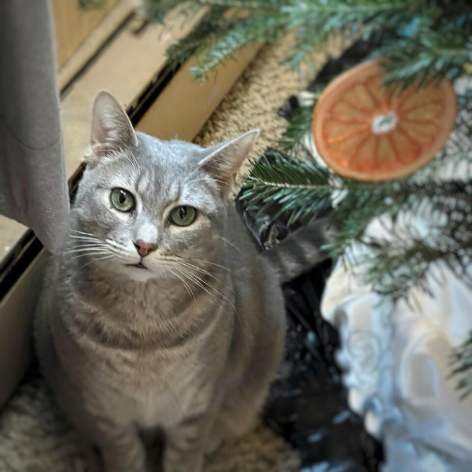 Noodle, an adoptable Domestic Short Hair in Blacksburg, VA, 24060 | Photo Image 3