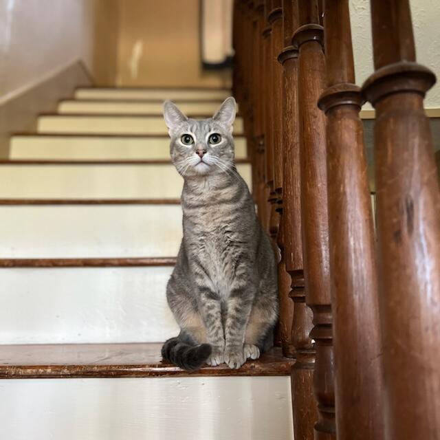 Enlarge Noodle, a Adoptable Domestic Short Hair in Blacksburg, VA image 3/4