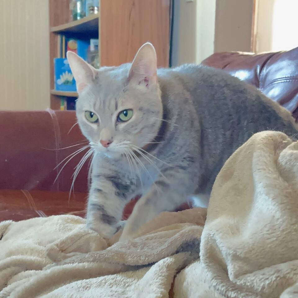 Enlarge Noodle, a Adoptable Domestic Short Hair in Blacksburg, VA image 4/4